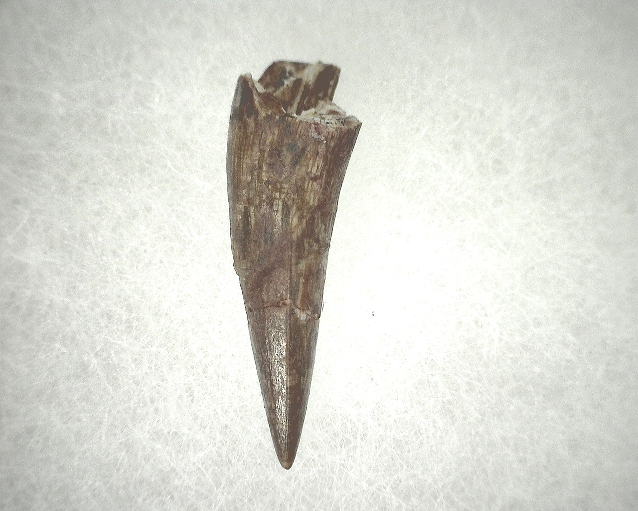 new-mexico-triassic-phytosaur-tooth-20.jpg | Fossils for Sale