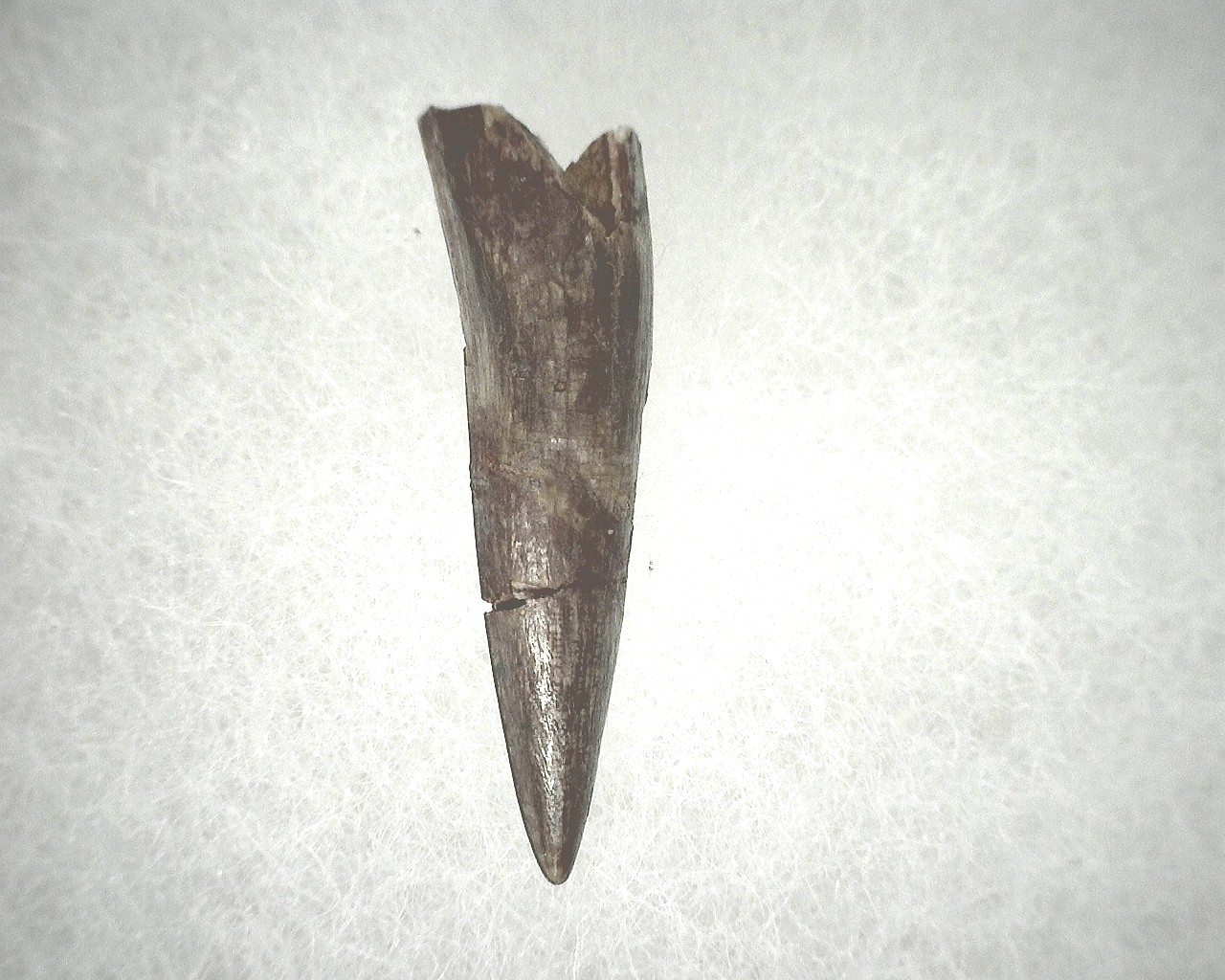 new-mexico-triassic-phytosaur-tooth-20a.jpg | Fossils for Sale