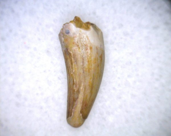 Phytosaur Tooth #26 - Image 3