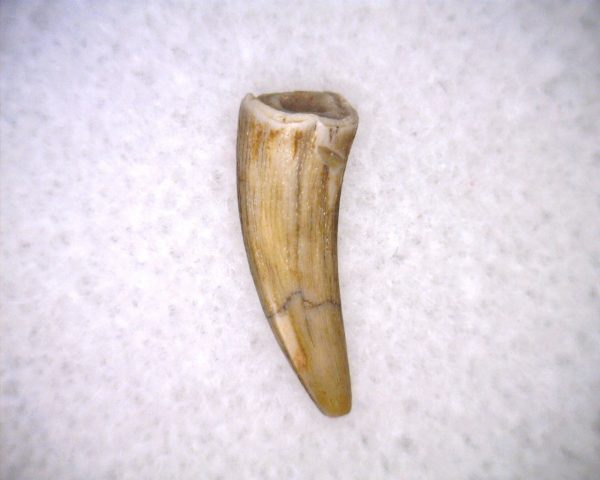 Phytosaur Tooth #29 - Image 2