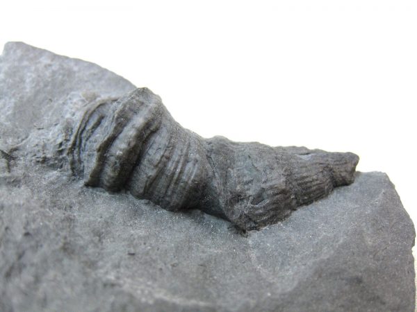 New York Stereolasma Horn Coral #3 - Image 2