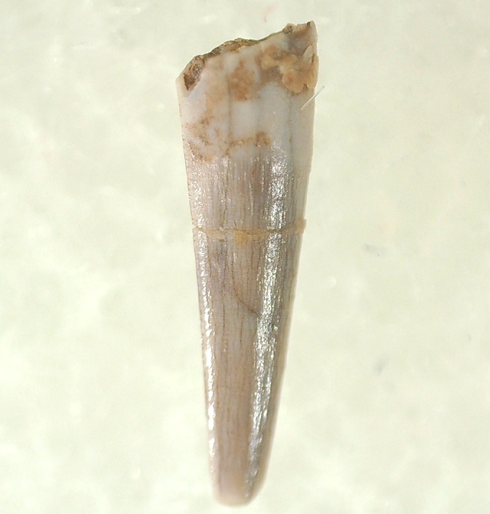 Triassic Pterosaur Tooth 14 Prehistoric Fossils