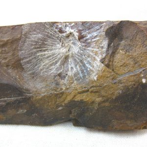 North Dakota Paleocene Fruit or Seed #22