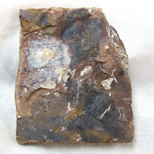 North Dakota Paleocene Fruit or Seed #26