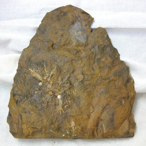 North Dakota Paleocene Fruit or Seed #31