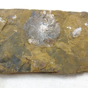 North Dakota Paleocene Fruit or Seed #32