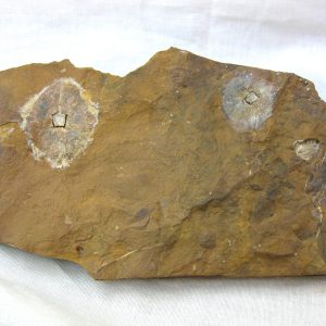 North Dakota Paleocene Fruit or Seed #33