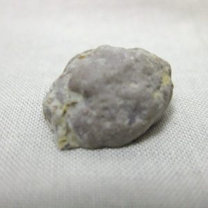 Solenopora compacta Sponge #3
