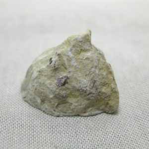 Solenopora compacta Sponge #4