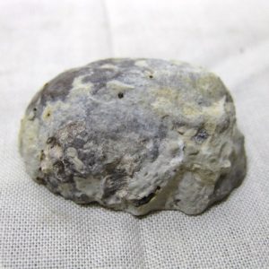 Solenopora compacta Sponge #8
