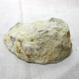 Solenopora compacta Sponge #9