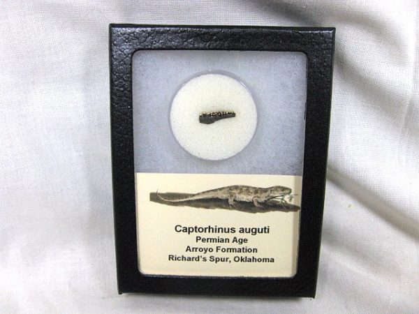 Captorhinus auguti Jaw #11