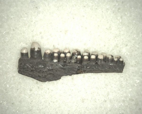 Captorhinus auguti Jaw #11 - Image 3