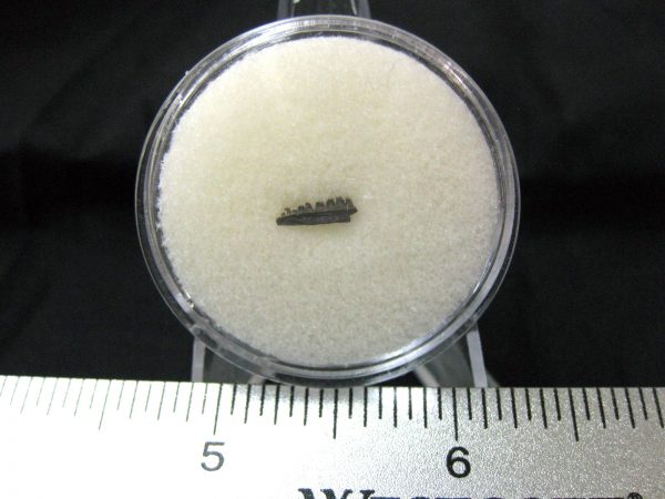 Captorhinus auguti Jaw #36