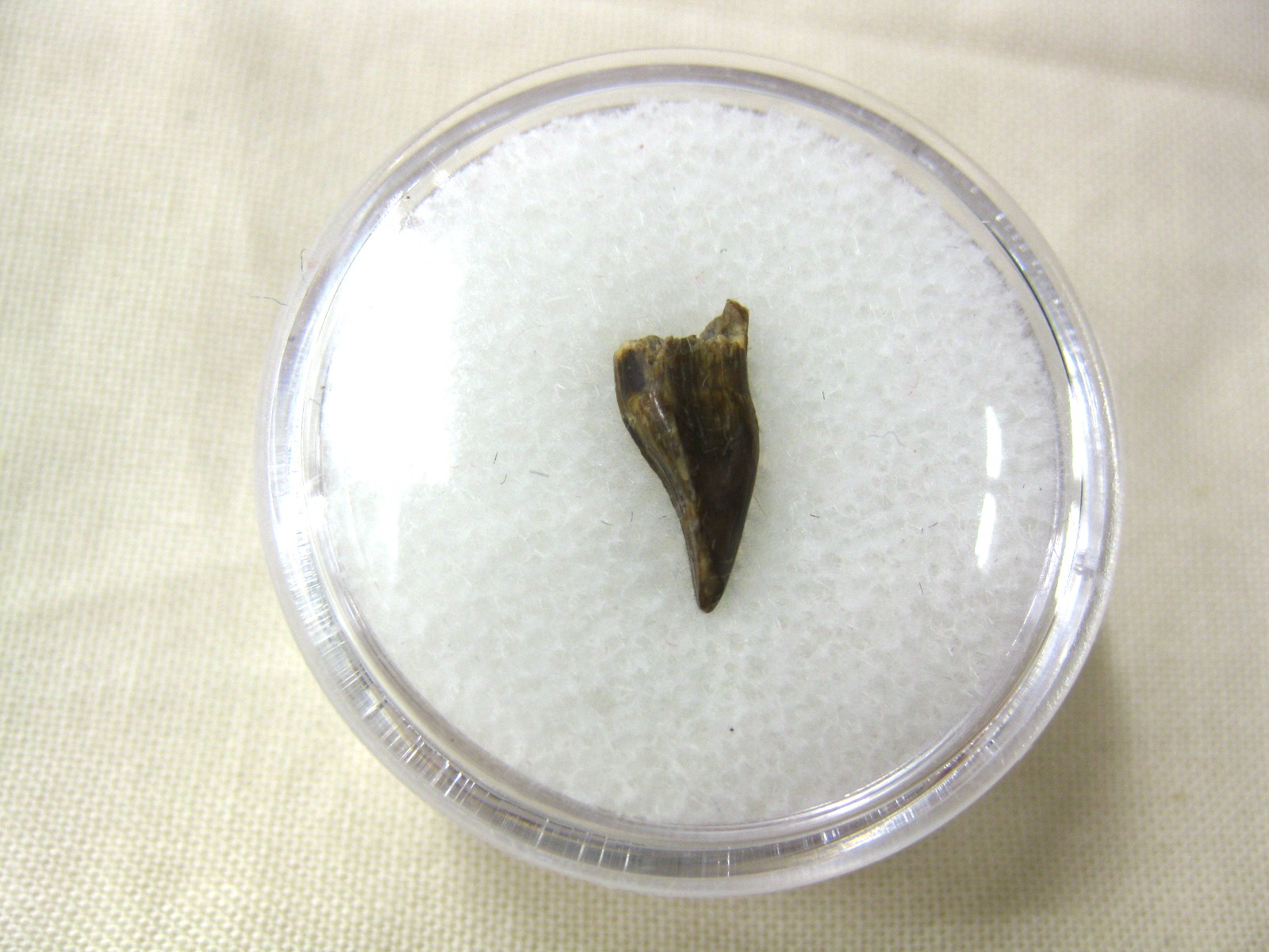 oklahoma-permian-diadectes-tooth-13.jpg | Fossils for Sale