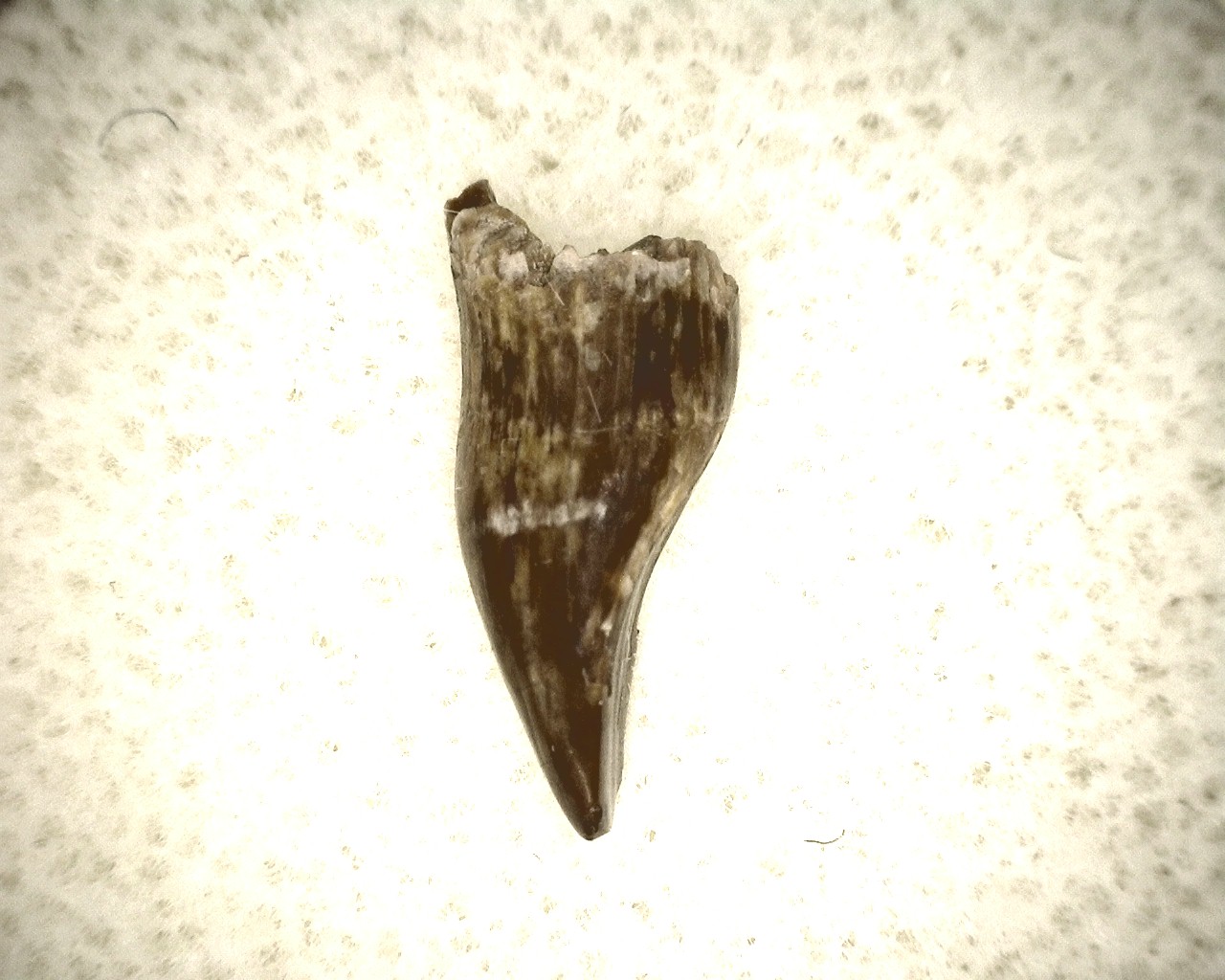 oklahoma-permian-diadectes-tooth-13a.jpg | Fossils for Sale