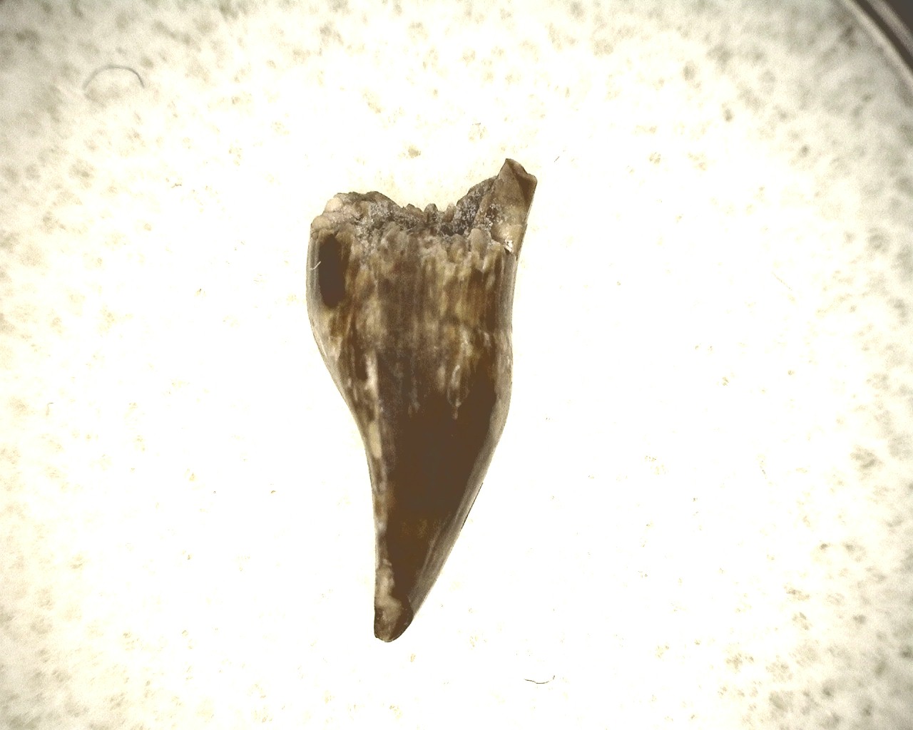 oklahoma-permian-diadectes-tooth-13b.jpg | Fossils for Sale