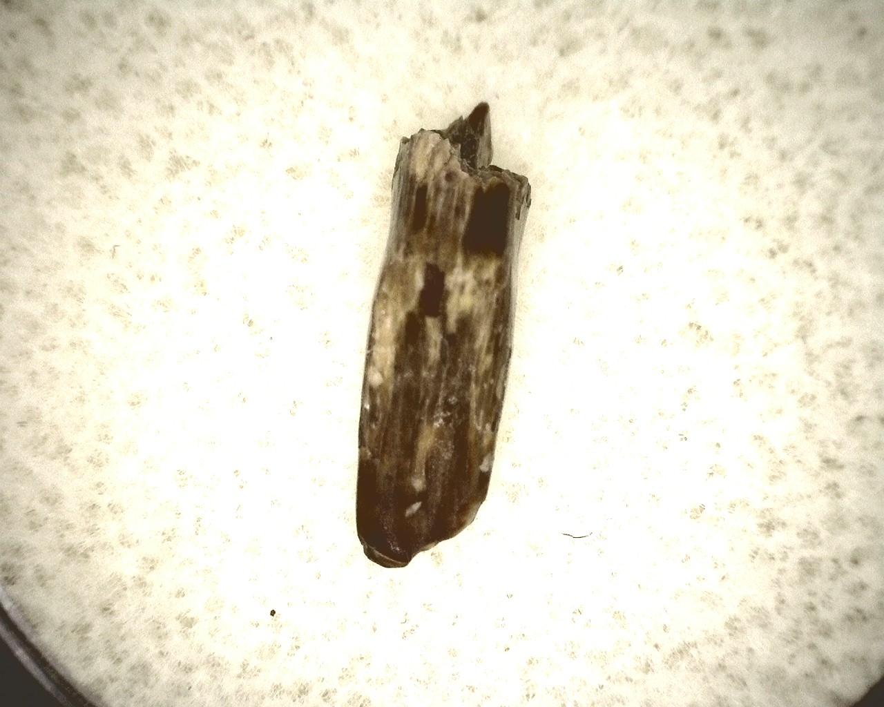 oklahoma-permian-diadectes-tooth-13c.jpg | Fossils for Sale