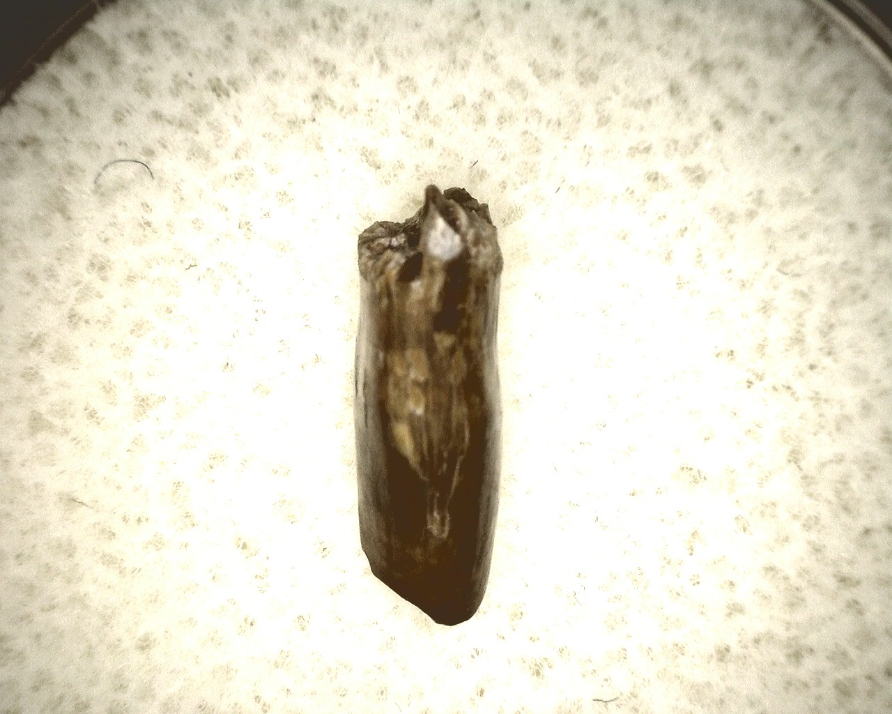 oklahoma-permian-diadectes-tooth-13d.jpg | Fossils for Sale