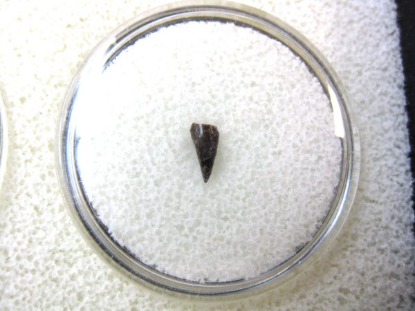 Ophiacodon Reptile Tooth #19