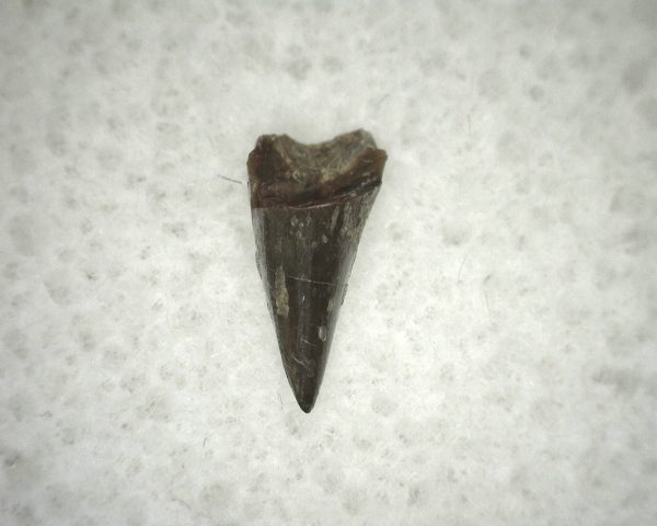 Ophiacodon Reptile Tooth #19 - Image 2