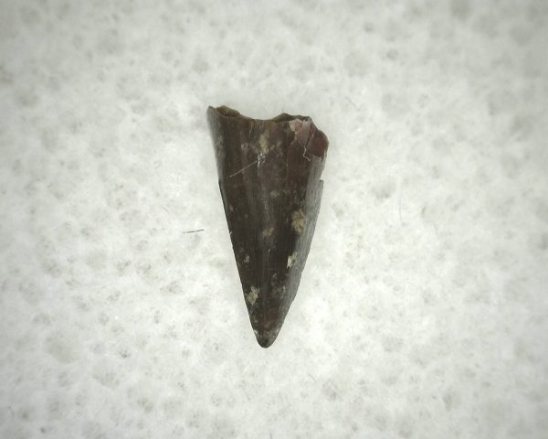 Ophiacodon Reptile Tooth #19 - Image 3