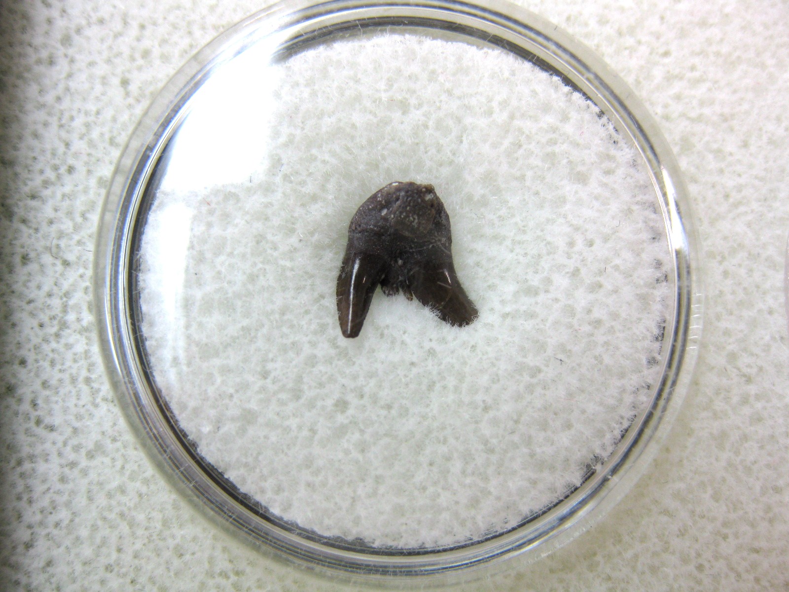 oklahoma-permian-pleuracanthus-shark-tooth-11.jpg | Fossils for Sale