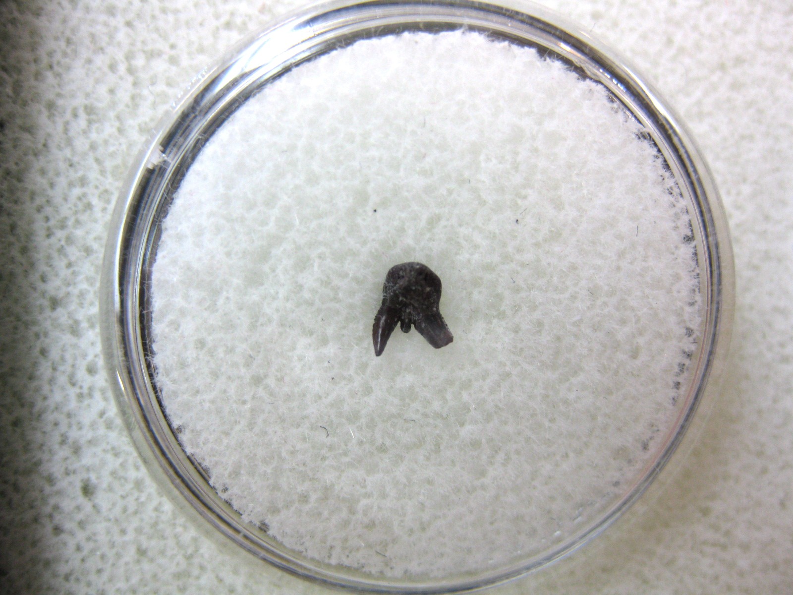 oklahoma-permian-pleuracanthus-shark-tooth-16.jpg | Fossils for Sale