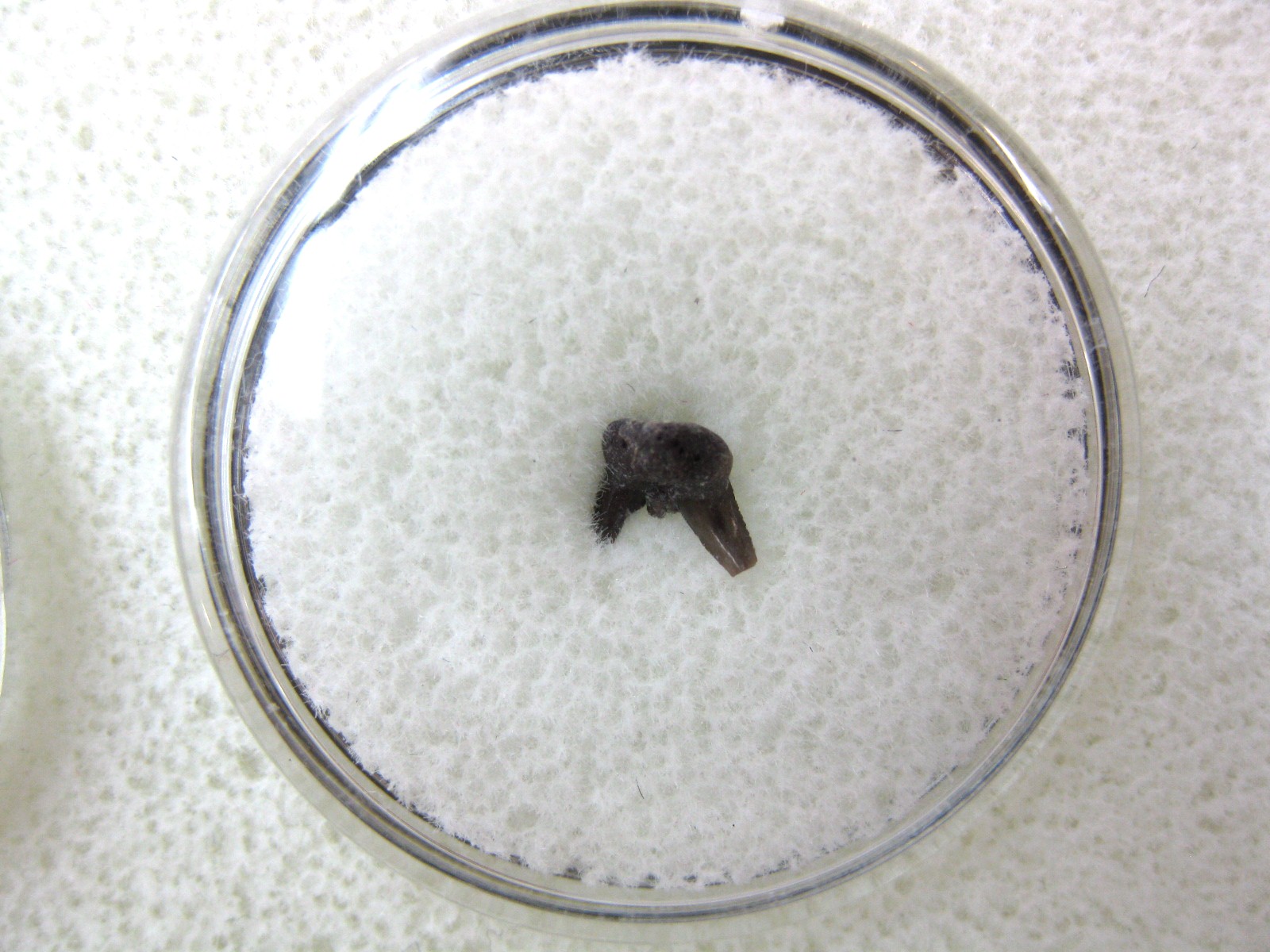 oklahoma-permian-pleuracanthus-shark-tooth-17.jpg | Fossils for Sale