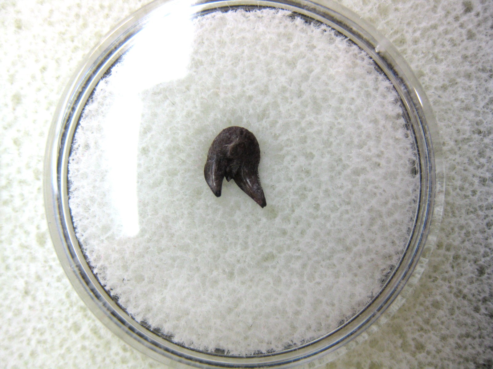 oklahoma-permian-pleuracanthus-shark-tooth-25.jpg | Fossils for Sale