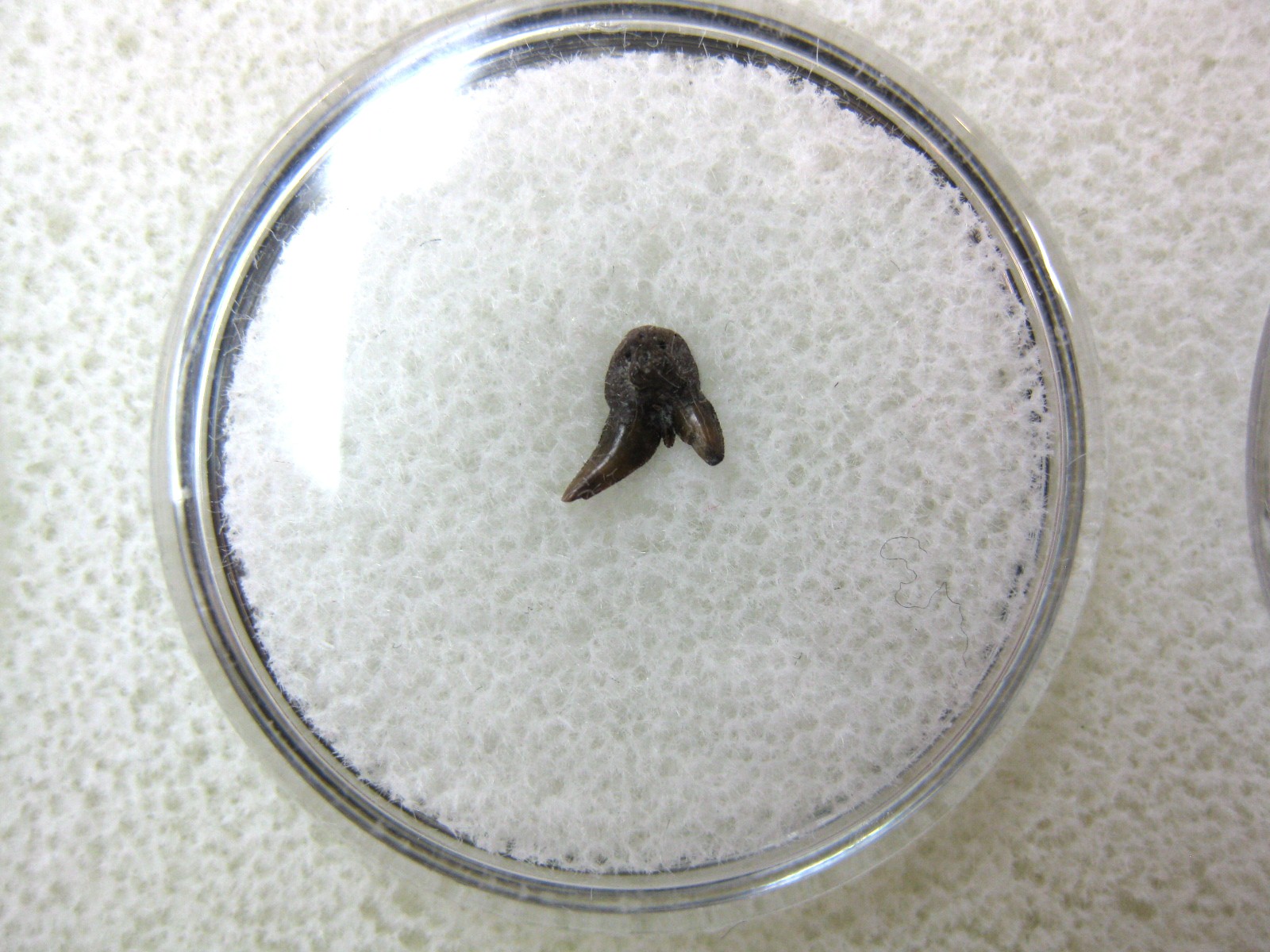 oklahoma-permian-pleuracanthus-shark-tooth-29.jpg | Fossils for Sale