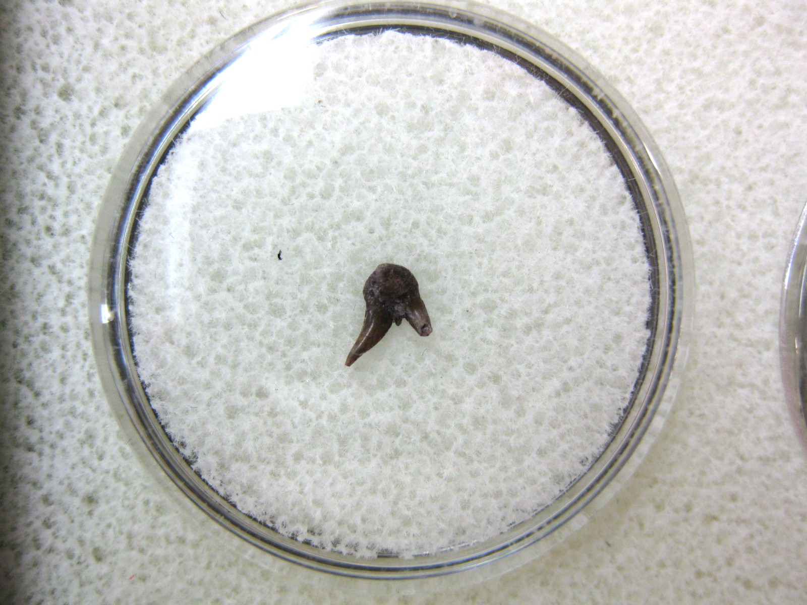 oklahoma-permian-pleuracanthus-shark-tooth-31.jpg | Fossils for Sale