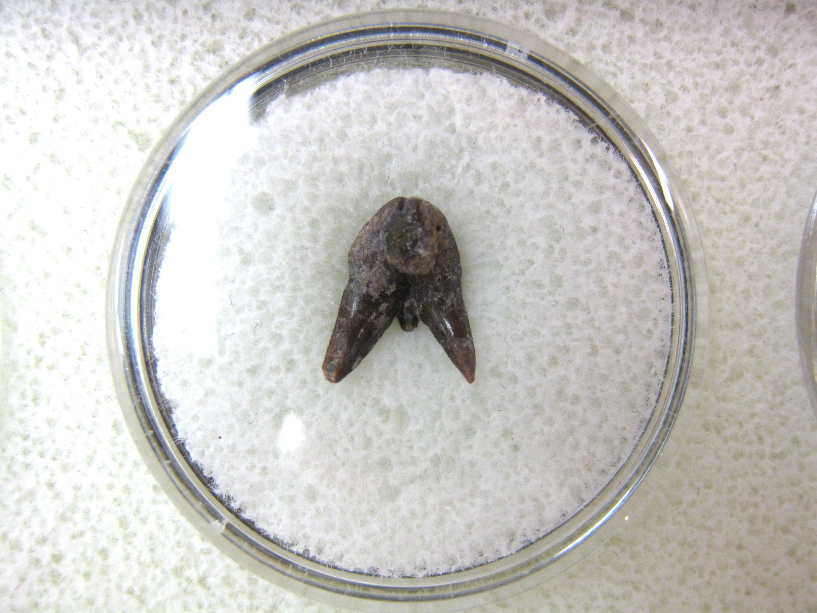 oklahoma-permian-pleuracanthus-shark-tooth-4.jpg | Fossils for Sale