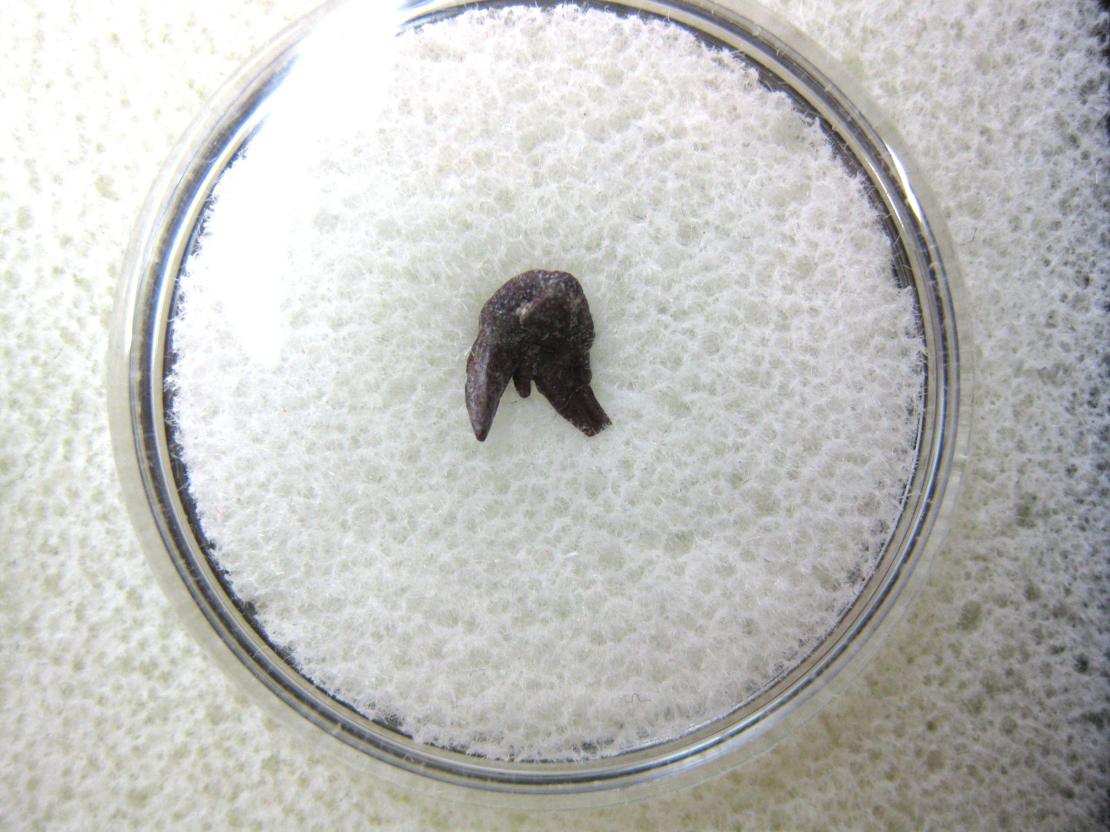 oklahoma-permian-pleuracanthus-shark-tooth-40.jpg | Fossils for Sale