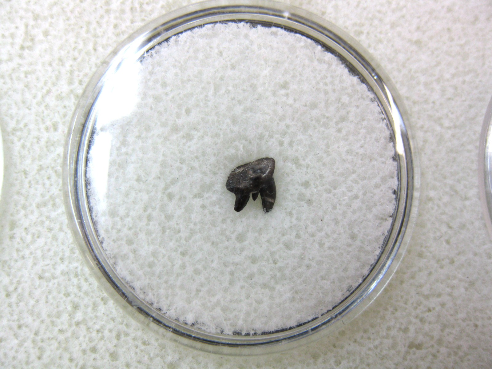 oklahoma-permian-pleuracanthus-shark-tooth-7.jpg | Fossils for Sale