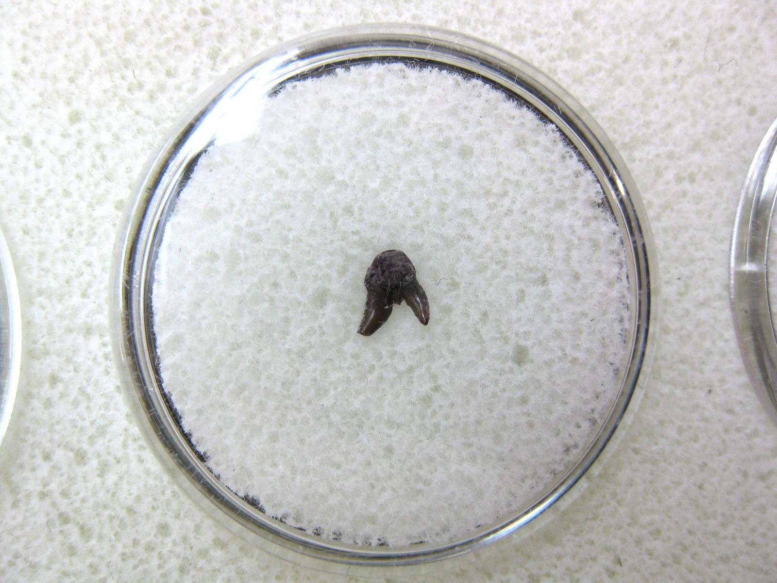 oklahoma-permian-pleuracanthus-shark-tooth-9.jpg | Fossils for Sale