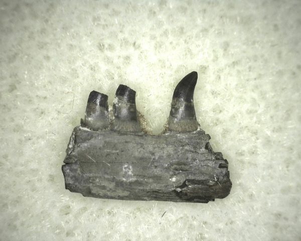 Thrausmosaurus Jaw Section #8 - Image 2