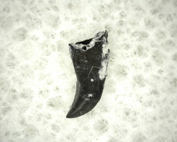 Thrausmosaurus Jaw Section #12 - Image 5