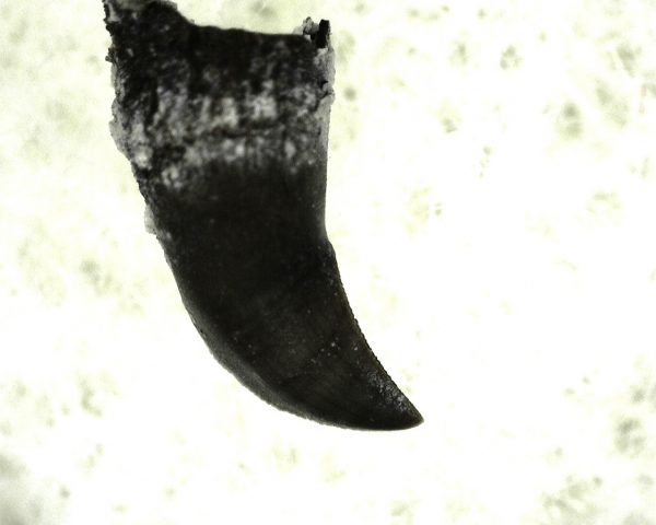 Thrausmosaurus Jaw Section #12 - Image 2