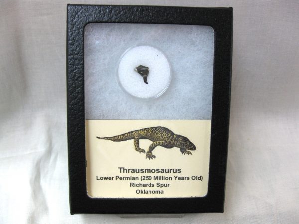 Thrausmosaurus Jaw Section #14