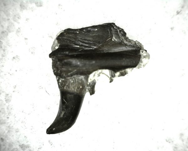 Thrausmosaurus Jaw Section #14 - Image 5