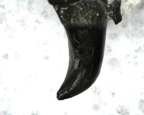 Thrausmosaurus Jaw Section #14 - Image 4