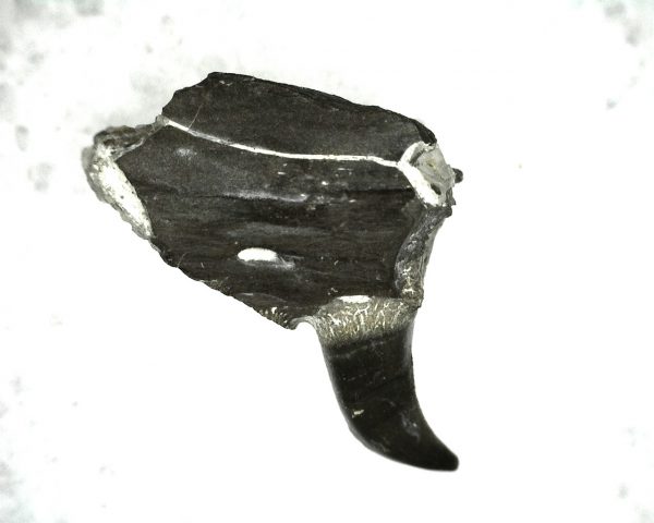 Thrausmosaurus Jaw Section #14 - Image 3