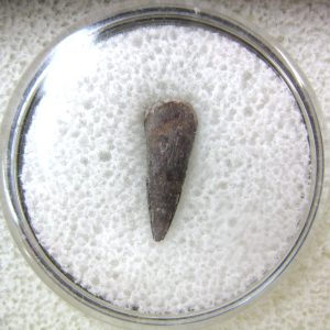 Genuine Fossil Trimerorhacis Amphibian Bone from Oklahoma for Sale #1