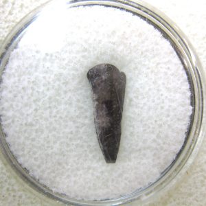 Genuine Fossil Trimerorhacis Amphibian Bone from Oklahoma for Sale #11