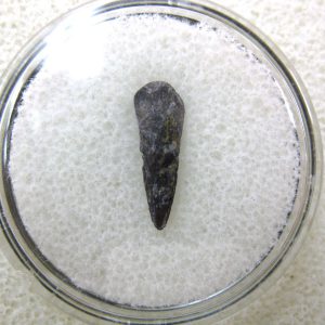 Genuine Fossil Trimerorhacis Amphibian Bone from Oklahoma for Sale #13