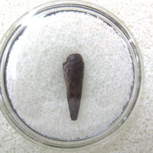 Genuine Fossil Trimerorhacis Amphibian Bone from Oklahoma for Sale #14