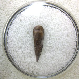 Genuine Fossil Trimerorhacis Amphibian Bone from Oklahoma for Sale #16