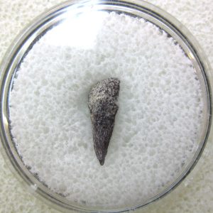 Genuine Fossil Trimerorhacis Amphibian Bone from Oklahoma for Sale #17