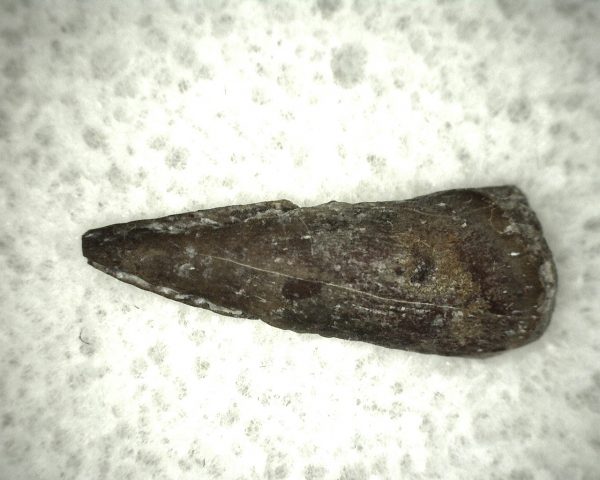 Genuine Fossil Trimerorhacis Amphibian Bone from Oklahoma for Sale #1a